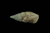 藏品(桑葚蟹守螺)的圖片